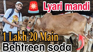 Shikaar Mil Rha h  Liyari cow mandi Karachi Cattle Rate Update  8 May 2024  Cow mandi 2024 [upl. by Aderf880]