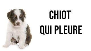 Chiot qui pleure  Bruit de chien qui pleure pour stimuler votre chien [upl. by Guthrie]