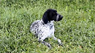 GERMAN SHORTHAIRED POINTER  Christel von den DonauWirbeln [upl. by Lyndon]