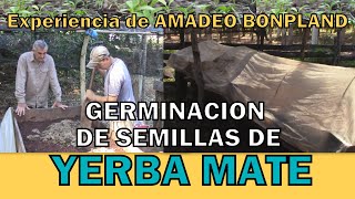 Experiencia de Amadeo Bonpland para la germinación de semillas de yerba mate yerbamate bonpland [upl. by Areehs]