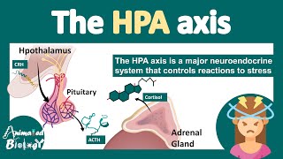 HPA axis  HypothalamusPituitaryAdrenal Axis  What is the role of HPA axis in stress physiology [upl. by Enomahs]