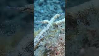 Reef pipefish meet underwater marinelife sea oceanlife [upl. by Auston171]