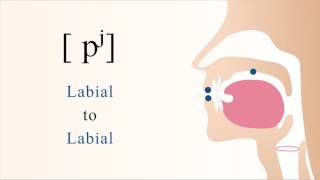 pʲ  unvoiced unaspirated palatalized bilabial stop [upl. by Llehcear]