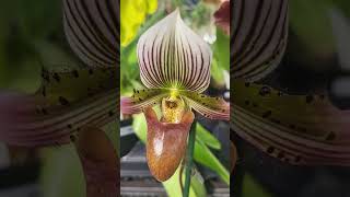 Paphiopedilum orchids at Palmer orchids wwwpalmerorchidscom JustOneMoreOrchid [upl. by Sirrot767]