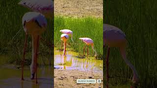 African Safari in 4K Relaxing Music amp Ambient Sounds [upl. by Ayotak]