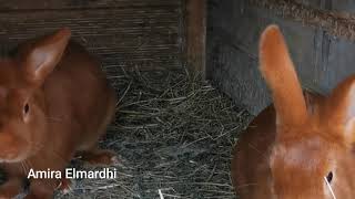 Ma deuxième lapine fauve de bourgogne saccouple enfin avec un male [upl. by Nikolas]