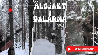 ÄLGJAKT I DALARNA [upl. by Haig294]