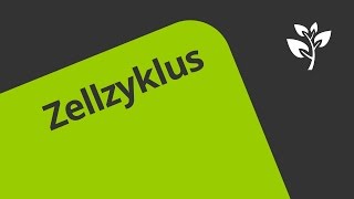 Gut erklärt Die Phasen des Zellzyklus  Biologie  Genetik [upl. by Randa782]