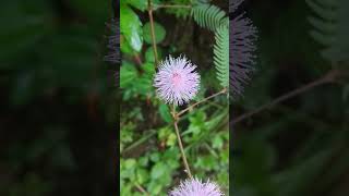 Mimosa pudicaSensitive plant Sleepy plantAction plantHumble plantTouchmenotShameplant [upl. by Nada]