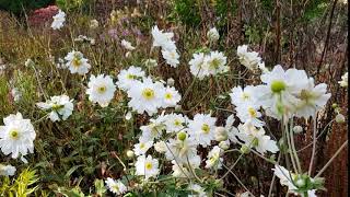 Anemone x hybrida ‘Whirlwind’ [upl. by Ynhoj432]