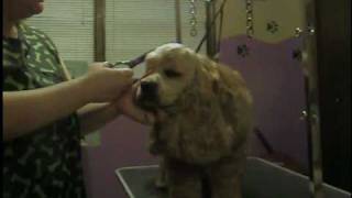 Cocker Spaniel grooming part 2 [upl. by Sammons]