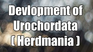 Development of Urochordata  Herdmania [upl. by Schurman]