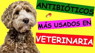 ANTIBIÓTICOS para INFECCIONES VETERINARIAS [upl. by Leila]