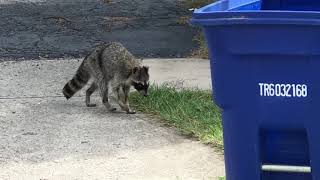 Canine Distemper Infected Raccoon Warning October 2017 NorthWest Columbus area of Ohio [upl. by Brandtr399]