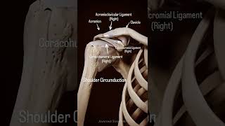 Shoulder circumductionthephysiodoctoranatomyphysiotharapisthumananatomysportspainshoulder [upl. by Ashly]