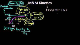 hyperbolic graph of enzyme kinetics [upl. by Pettiford]