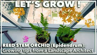 REED STEM EPIDENDRUM ORCHIDS How to grow in soil and other care tips [upl. by Salohcim]