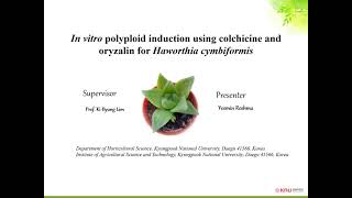 In vitro polyploid induction using colchicine and oryzalin for Haworthia cymbiformisYesmin Reshma [upl. by Corly]