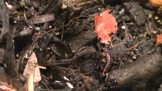 Earwig Eating Fishfood [upl. by Edan]