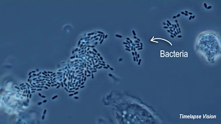 Immune Cells Eating Bacteria Phagocytosis [upl. by Cammy]