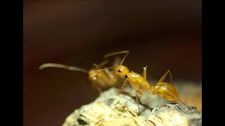 Camponotus variegatus 甜蜜巨山蟻 [upl. by Anelas169]