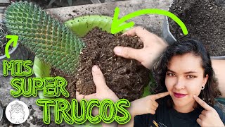 TÉCNICAS PARA TRASPLANTAR CUALQUIER CACTUS ✨💯💚 [upl. by Namdor]