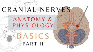 Cranial Nerve Basics Part 2  Easy Quick Review  Anatomy amp physiology  cranialnerves shorts [upl. by Lorinda]