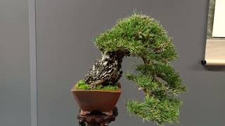 Vlog Reus congreso europeo bonsai 2024 [upl. by Qahsi678]