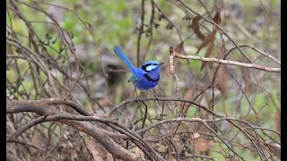 Splendid Fairywren [upl. by Ahseinod]