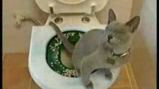 Litter Kwitter  The Original Cat Toilet Training System [upl. by Mariandi384]