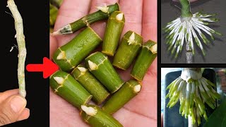 How to propagate orchids from withered stems that revive quickly [upl. by Salas]