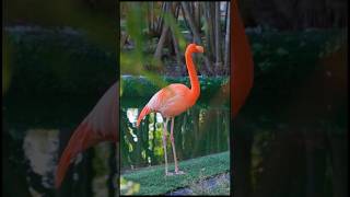 Want to Know the SECRET Behind Flamingos Vibrant Color Watch Now [upl. by Ahsiemac]