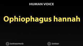 How To Pronounce Ophiophagus hannah [upl. by Malony835]