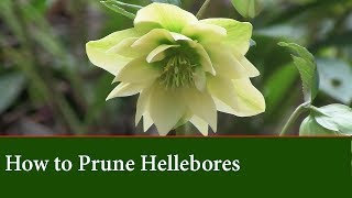 How To Prune Hellebores The Lenton Rose  Basic Care Techniques [upl. by Eniksre]