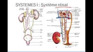 Introduction physiologie 2 [upl. by Nev]