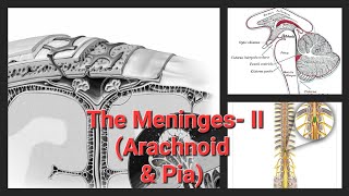 The Meninges  II  Arachnoid mater  Pia mater [upl. by Rebbecca]