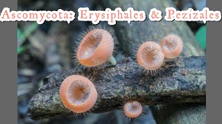 Ascomycota Erysiphales Pezizales  Fungi classification  Cup Fungi  lecture HarumkiAmma [upl. by Faythe322]