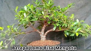 Membuat Bonsai Kimeng Gabungan Pemula [upl. by Alegnat90]