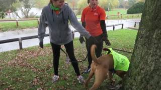 Running with a rescue dog at a Parkrun [upl. by Anayd233]