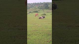 mini cows miniature cows indian cows indian ancient shortest Brahman Breed cows subscribe [upl. by Belcher]