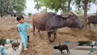 Buffalo race  Buffalo race video  Chacha Bhatija [upl. by Gschu]