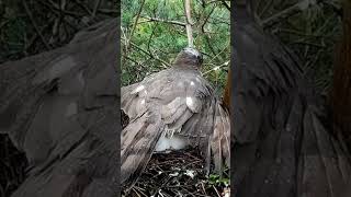 The eagle breeding story mashallah birds eagle breeding baldeagle wildlife birds wildlife [upl. by Maris]