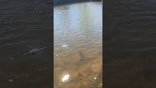 CHANNEL CATFISH CAUGHT IN FOX RIVER STREAM [upl. by Naek]