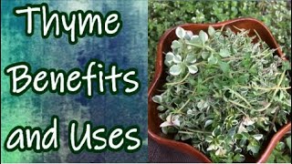 Benefits of Thyme [upl. by Ojeitak]