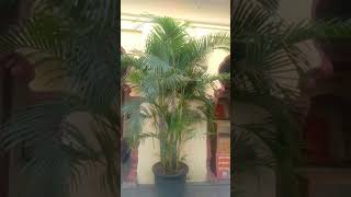 ARECA PALM [upl. by Otrebide]