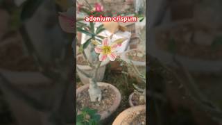 adenium crispum adeniumgarden crispmbosam blooming adenium habitatplant virl shorts [upl. by Clementina164]