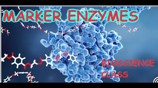 What are MARKER ENZYMES  Lesson 02 Structures and Function of Biomolecules [upl. by Yvon356]