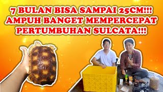 CARA CEPAT DAN TEPAT UNTUK MEMPERCEPAT PERTUMBUHAN KURAKURA SULCATA 7 BULAN JADI JUMBO [upl. by Bobseine473]