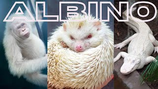 10 Rarely Seen Albino Animals [upl. by Luce138]