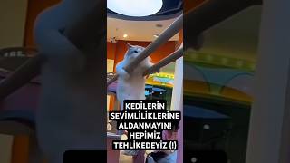 KEDİLERİN SEVİMLİLİKLERİNE ALDANMAYIN HEPİMİZ TEHLİKEDEYİZ [upl. by Baryram]